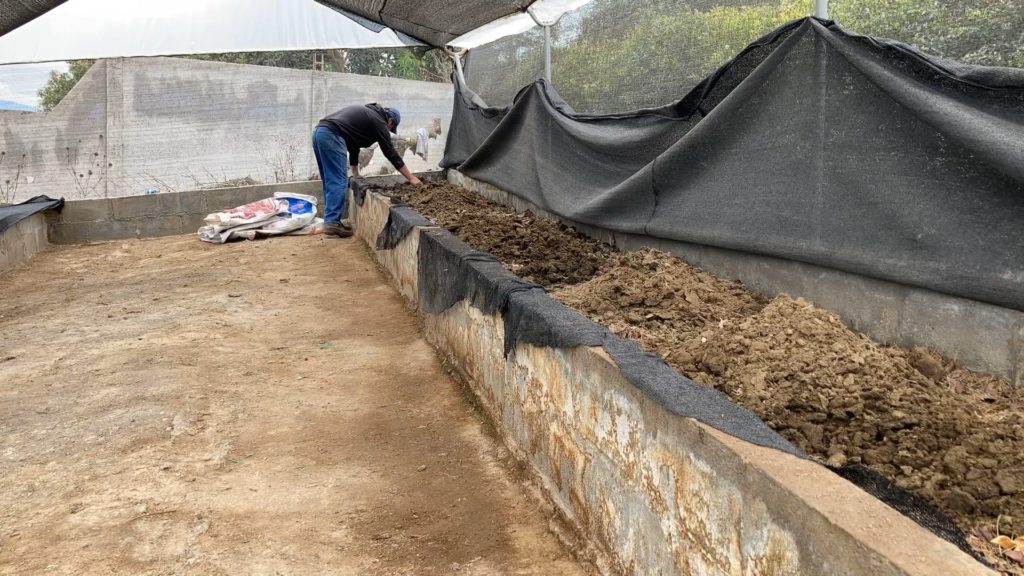 alimentando lombrices con estiercol de ganado